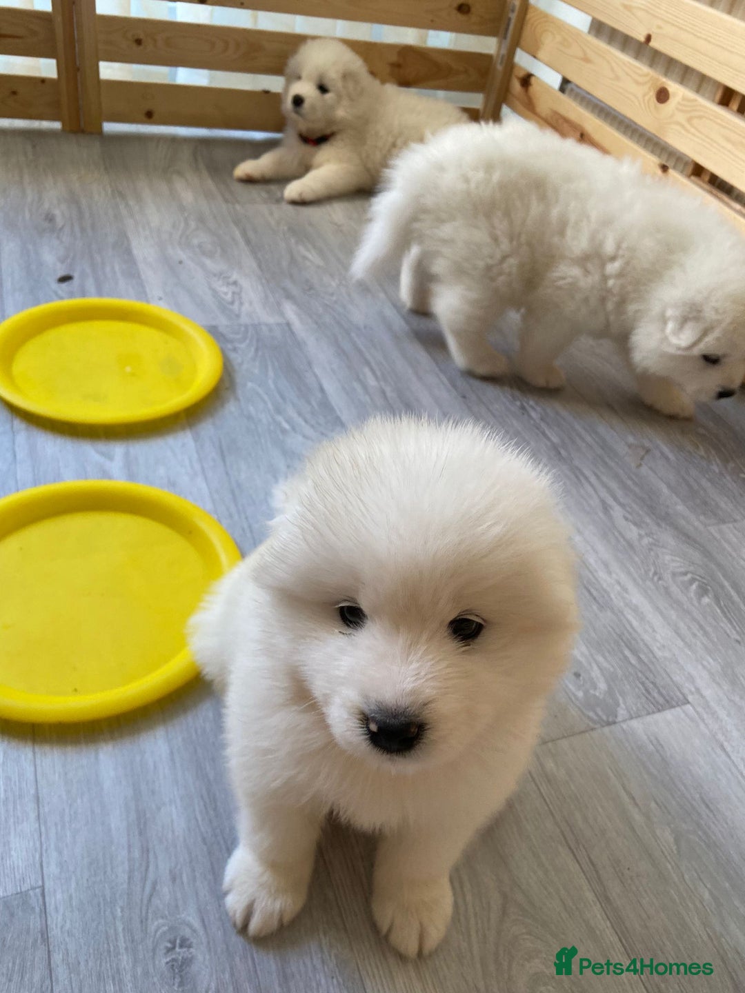 Samoyed dogs for stud: Purebred KC Registered SAMOYED Stud for Breeding  in Reading - Image 18