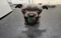 Staffordshire Bull Terrier dogs for sale: blue staffy puppies  - Image 4