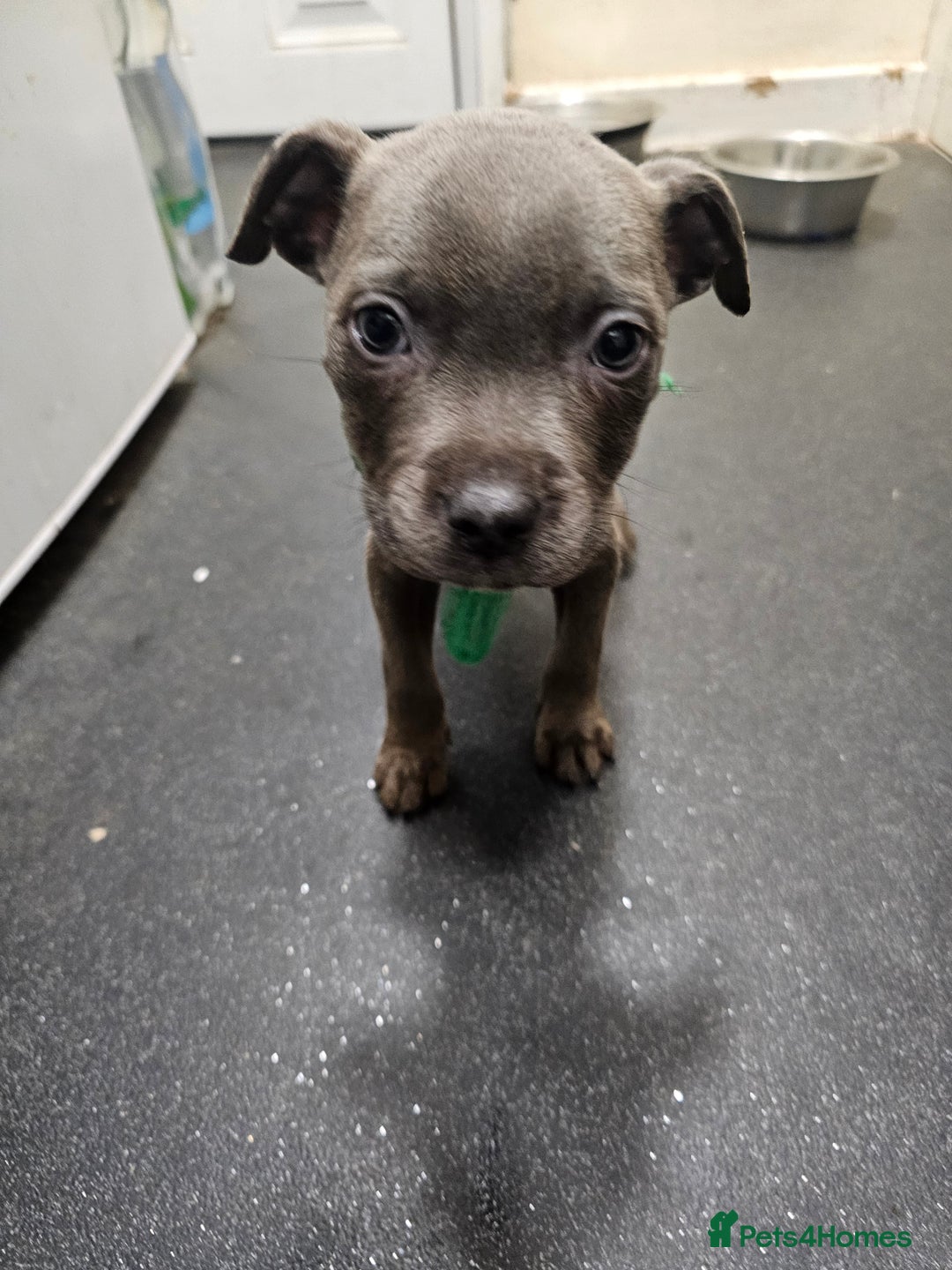 Staffordshire Bull Terrier dogs for sale: blue staffy puppies  - Image 4