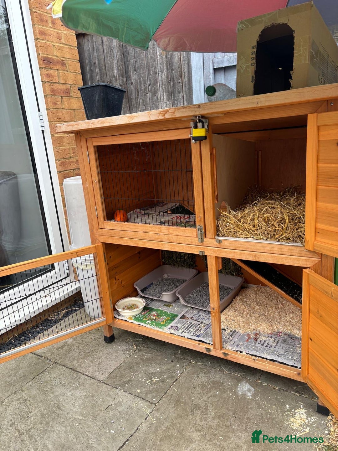 Dutch rabbits for sale: Pair of bonded vaccinated female rabbits - Image 10