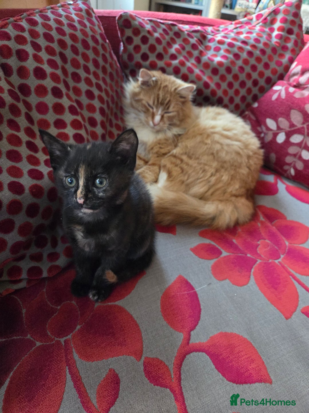 Mixed Breed cats for sale:  female kitten - Advert 2