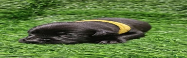 Rex
