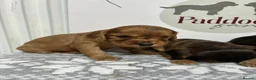 Cockalier dogs for sale: ✨ Superb Cockalier Puppies ✨ - Advert 7