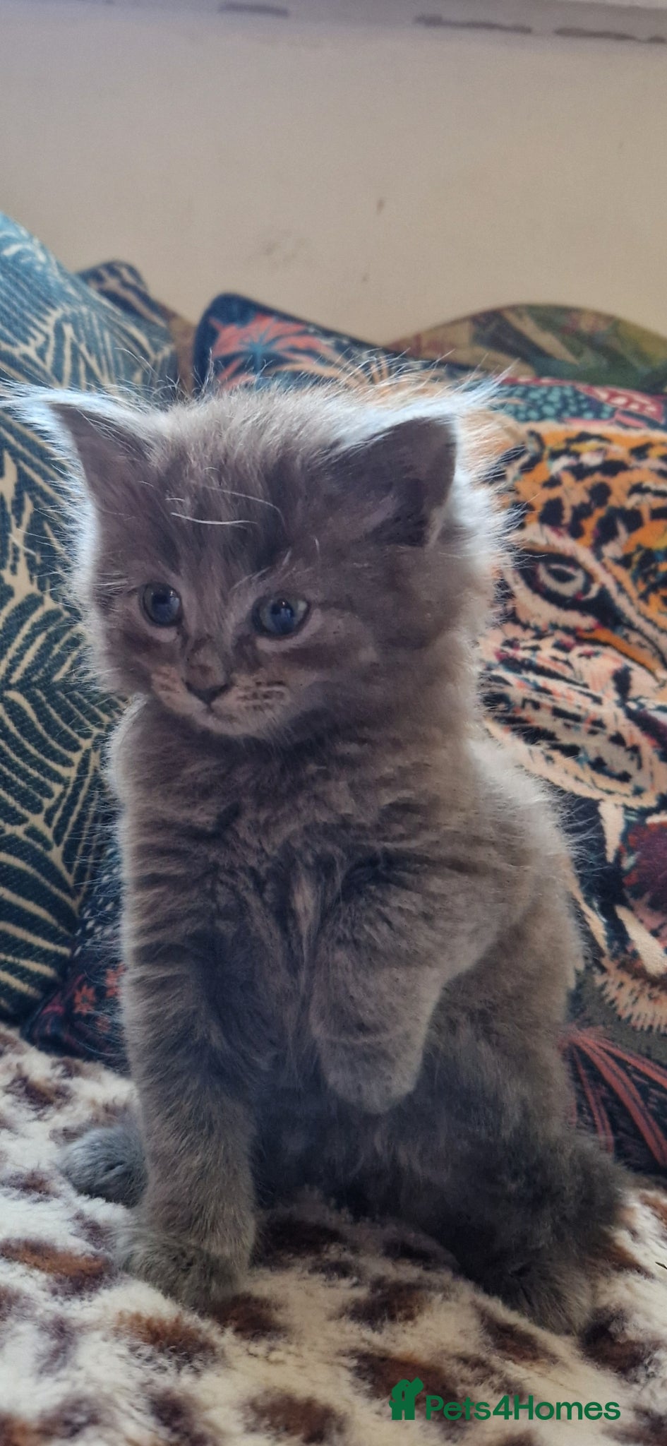 Mixed Breed cats Beautiful kittens for sale  - Advert 2