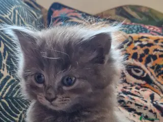 Mixed Breed cats Beautiful kittens for sale - Advert 2