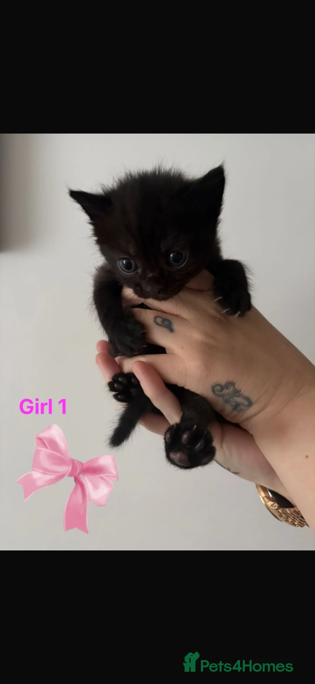 Mixed Breed cats for sale: Kittens for sale  in Warrington - Advert 2