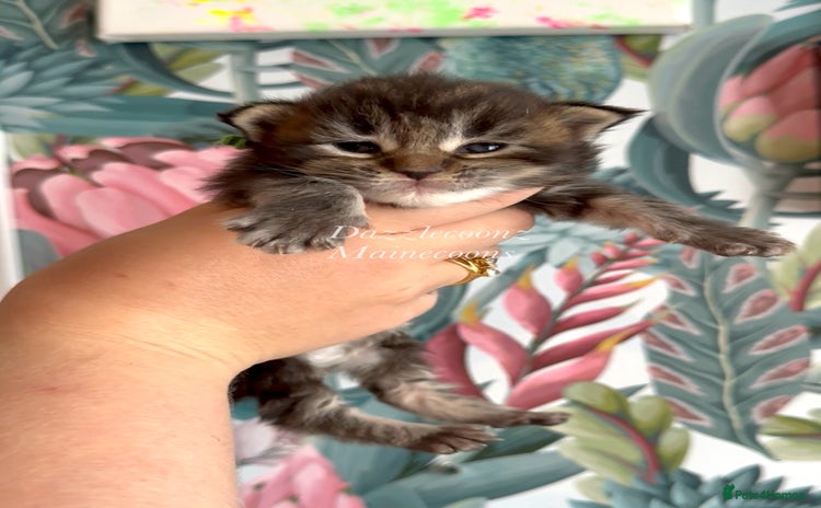 Maine Coon cats - Advert 10