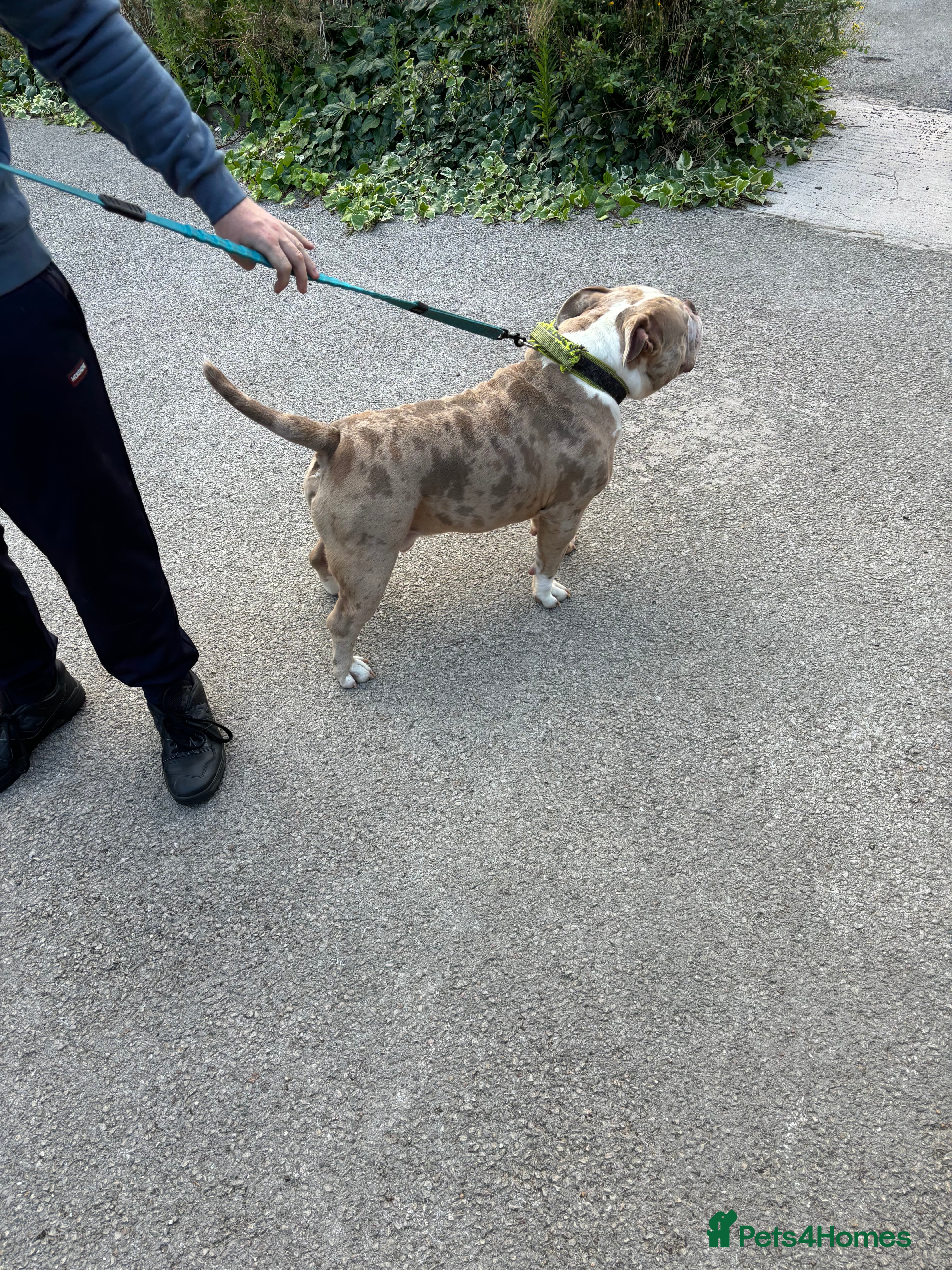 American Bully dogs Merle ABKC american pocket bully stud in Leicester - Advert 2