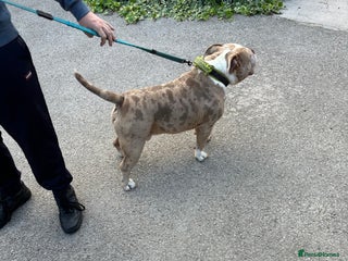 American Bully dogs Merle ABKC american pocket bully stud in Leicester - Advert 2