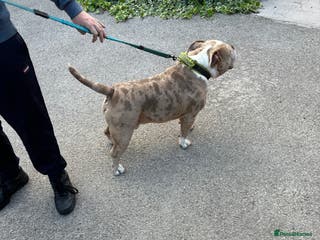 American Bully dogs Merle ABKC american pocket bully stud in Leicester - Advert 1