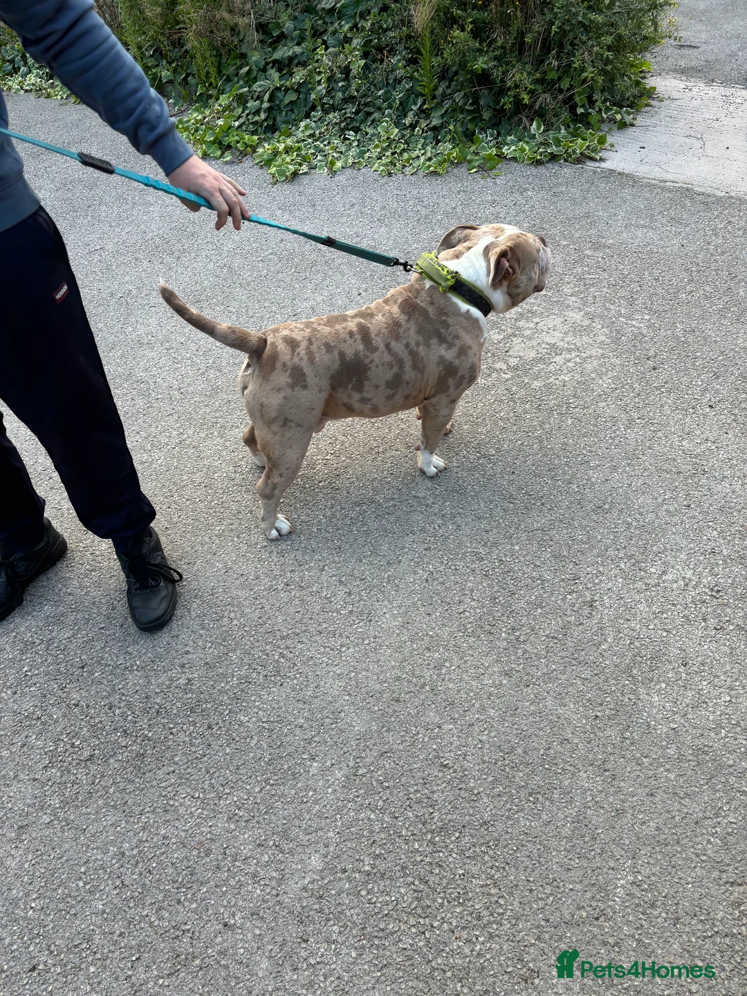 American Bully dogs for stud: Merle ABKC american pocket bully stud in Leicester - Advert 1