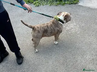 American Bully dogs Merle ABKC american pocket bully stud in Leicester - Advert 1
