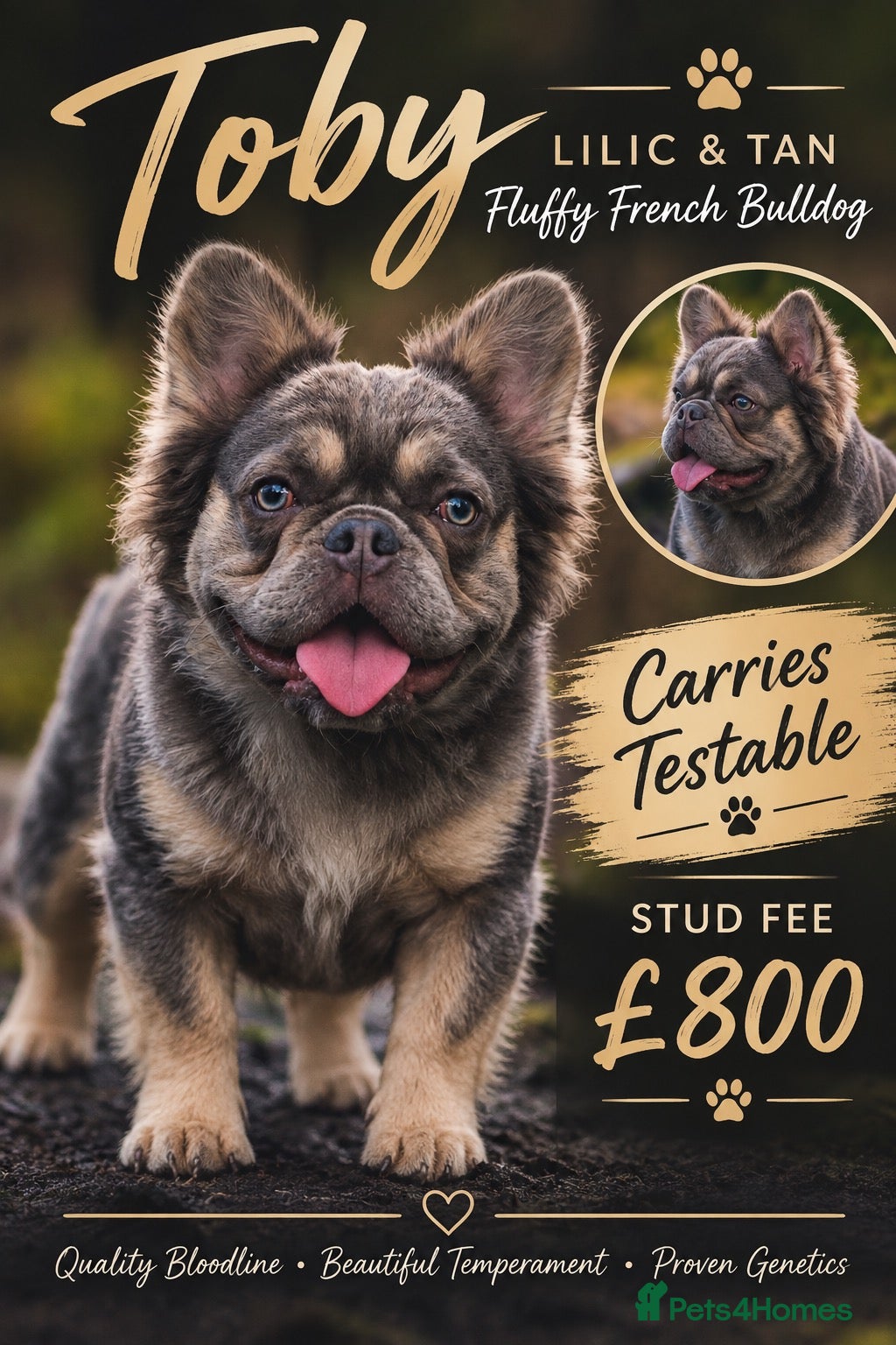 French Bulldog dogs french bulldog fluffy stud  - Advert 20