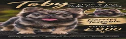 French Bulldog dogs for stud: french bulldog fluffy stud  - Advert 1