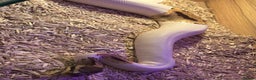 Python Snake reptiles for sale: Female ball python pied & Hognose snakes  - Advert 4