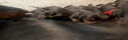 Dobermann dogs for sale: World champion Dobermanns available - Advert 5