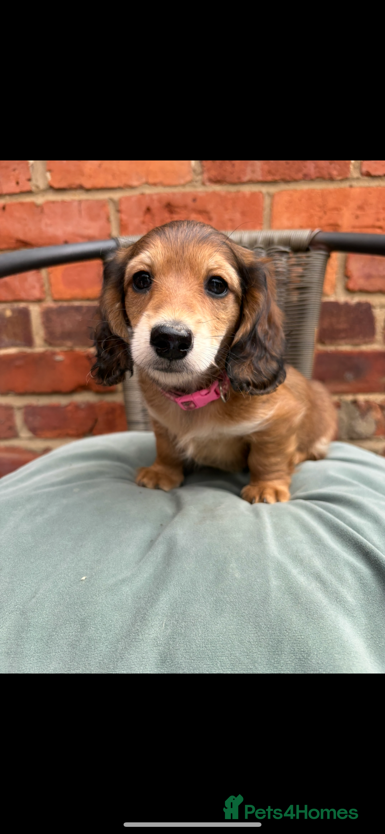 Miniature Dachshund dogs Long haired miniature dachshunds - Advert 9
