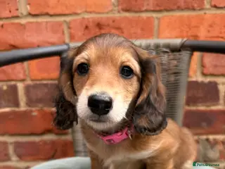 Miniature Dachshund dogs Long haired miniature dachshunds - Advert 9