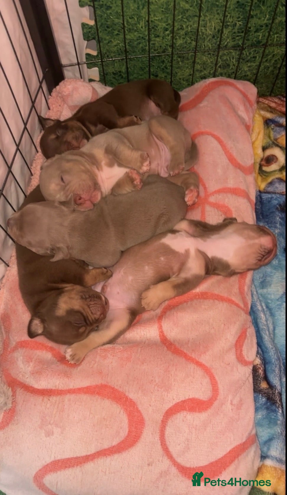 American Bully dogs American micro bully’s  - Advert 4