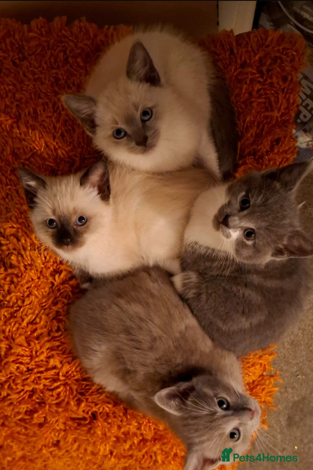 Mixed Breed cats for sale: Shorthair/Bengal/Ragdoll Mixed Breed - Advert 5