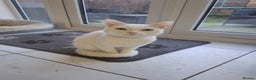 Mixed Breed cats for sale: Two bonded white cats - Advert 2
