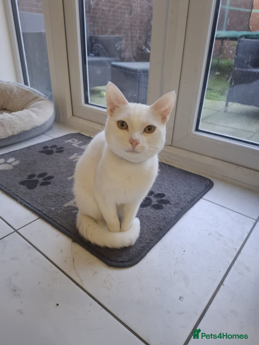 Mixed Breed cats for sale: Two bonded white cats - Advert 2