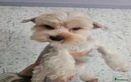 Yorkshire Terrier dogs for stud: Tricolor Beauty  Yorkshire Terrier Biewer Stud Dog - Image 4