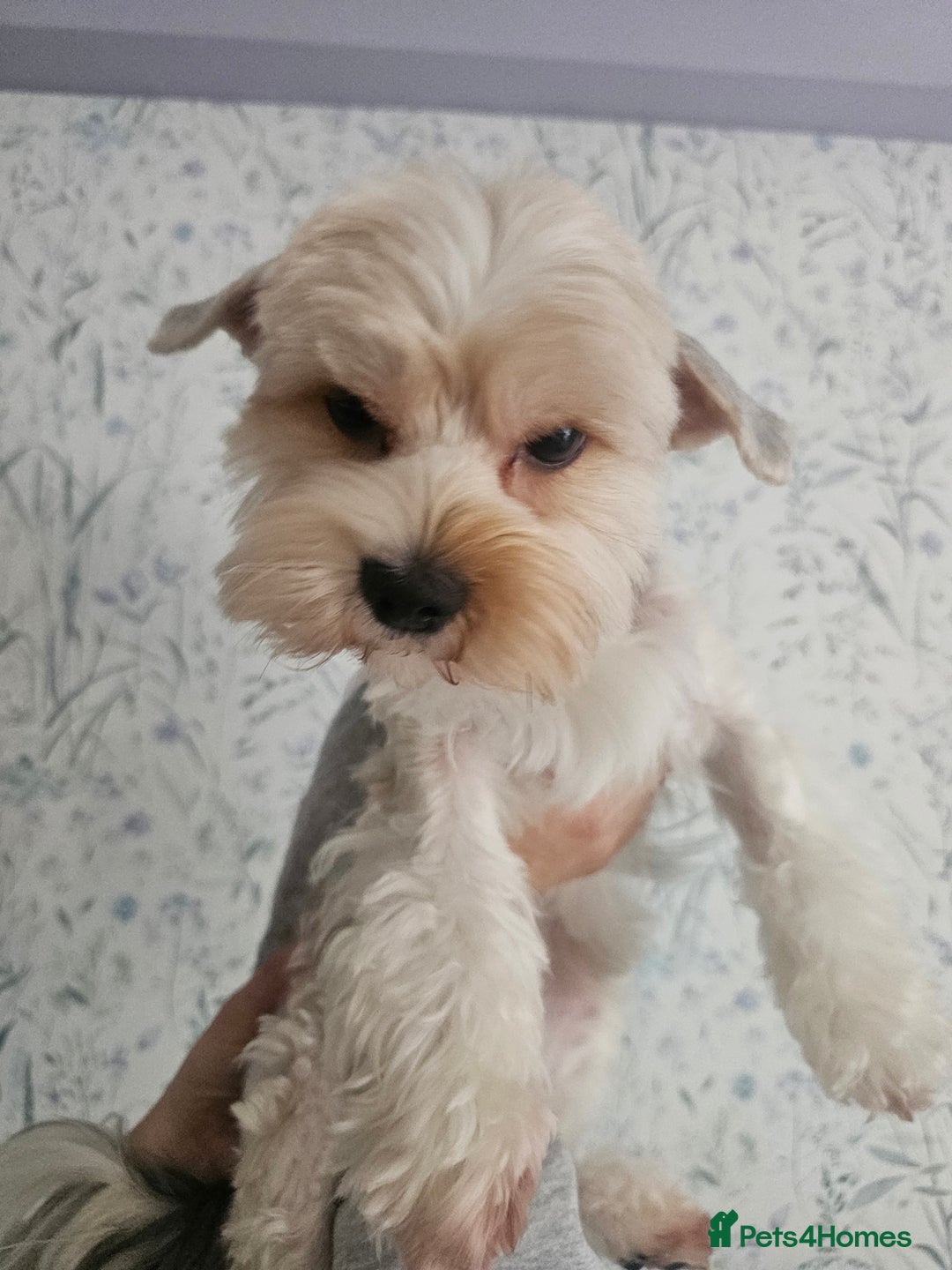 Yorkshire Terrier dogs for stud: Tricolor Beauty  Yorkshire Terrier Biewer Stud Dog - Image 4