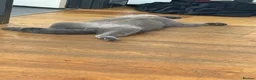 British Shorthair cats for stud: Hugo boy for STUD - Advert 2