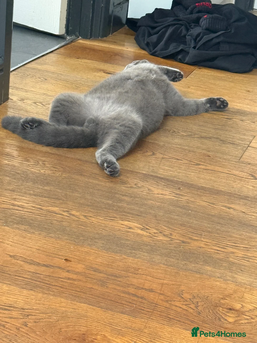 British Shorthair cats for stud: Hugo boy for STUD - Advert 2