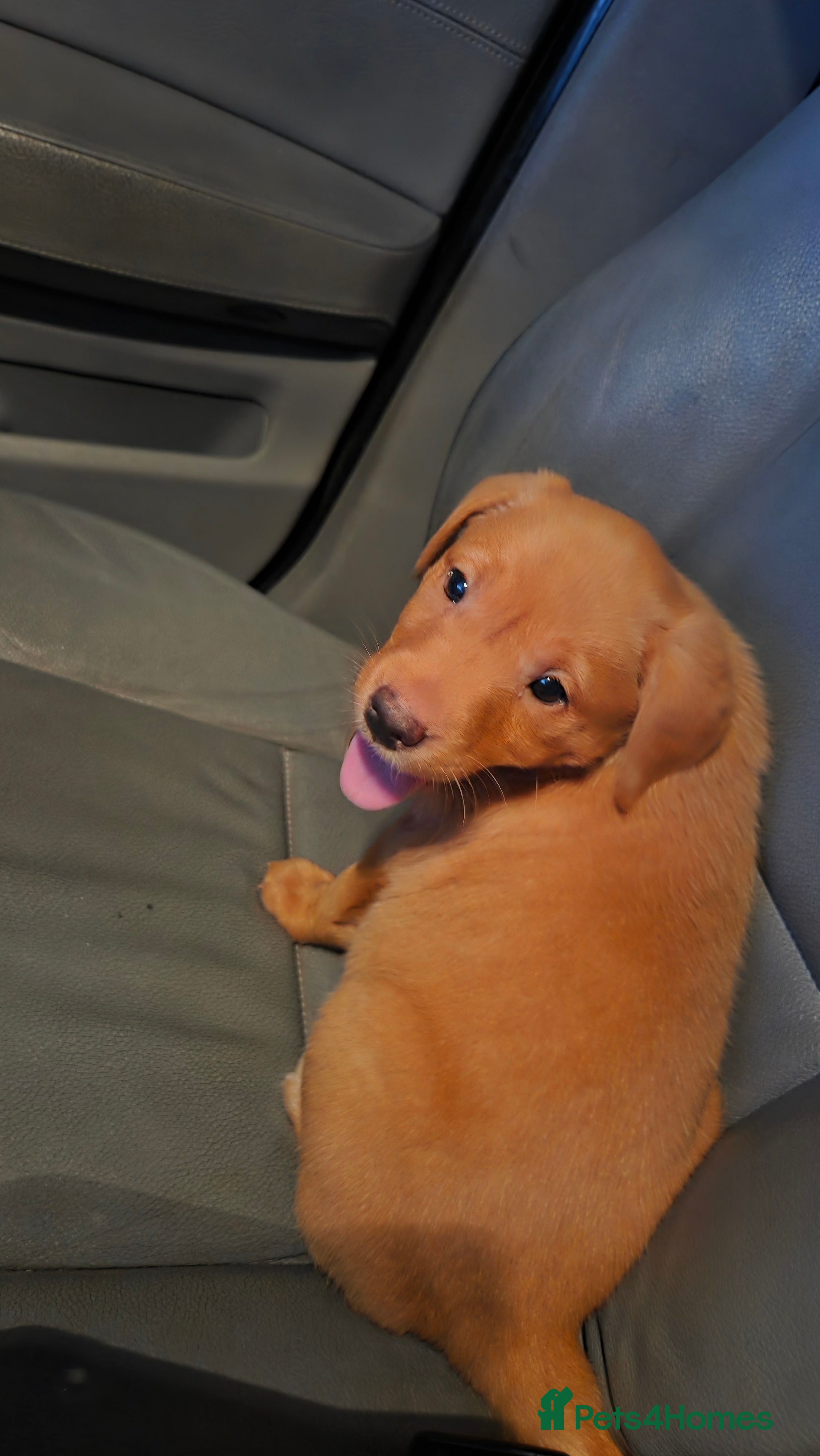 Labrador Retriever dogs Beautiful Labrador girl pup for sale  - Advert 6