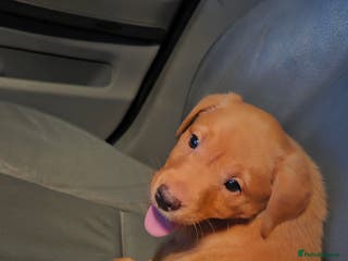 Labrador Retriever dogs Beautiful Labrador girl pup for sale - Advert 6