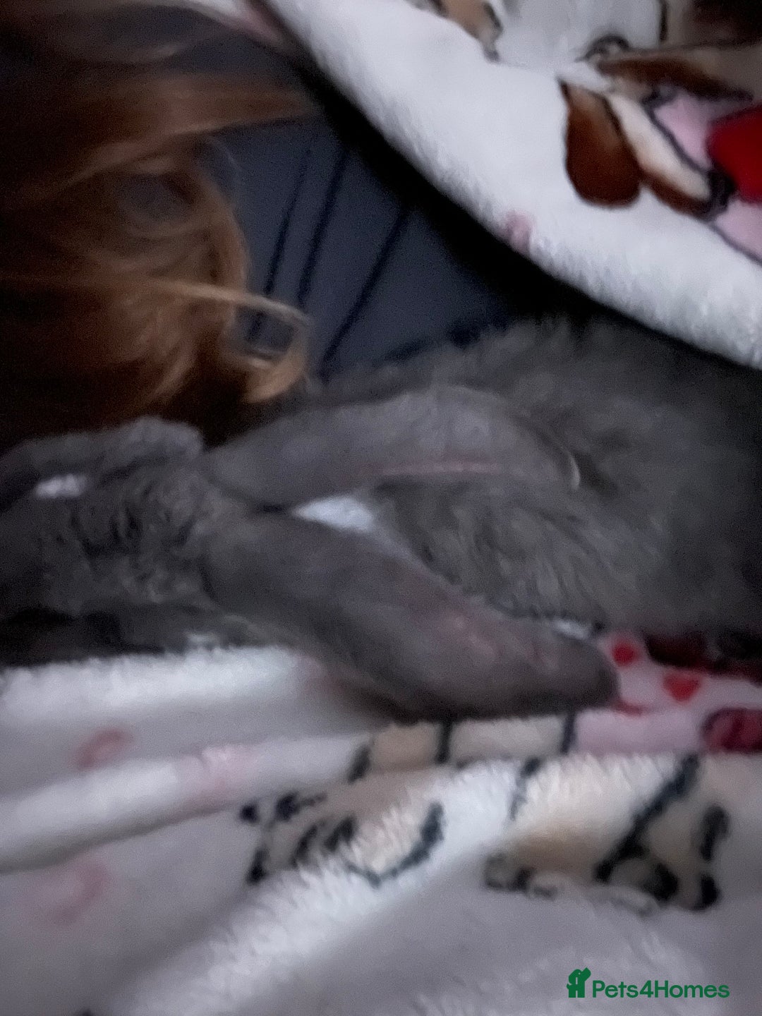 French Lop rabbits for sale: Giant French lop - Image 14