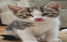 Domestic Shorthair cats for sale: Sweet Kittens *ready now* - Image 9