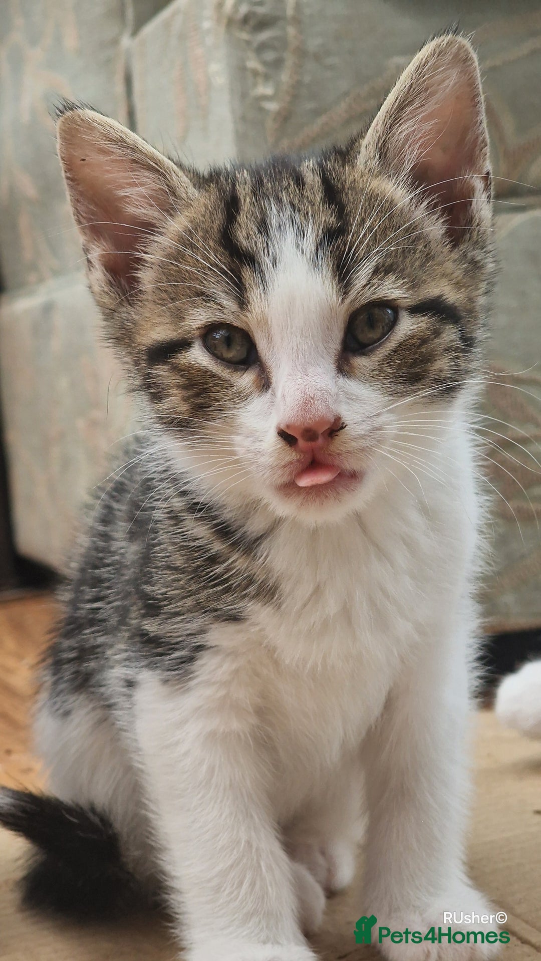 Domestic Shorthair cats for sale: Sweet Kittens *ready now* - Image 9