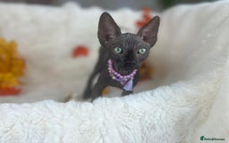 Sphynx cats for sale: 7 adorable Sphynx  looking for their forever home - Image 4