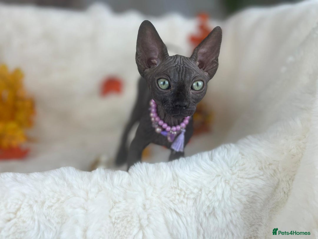 Sphynx cats for sale: 7 adorable Sphynx  looking for their forever home - Image 4