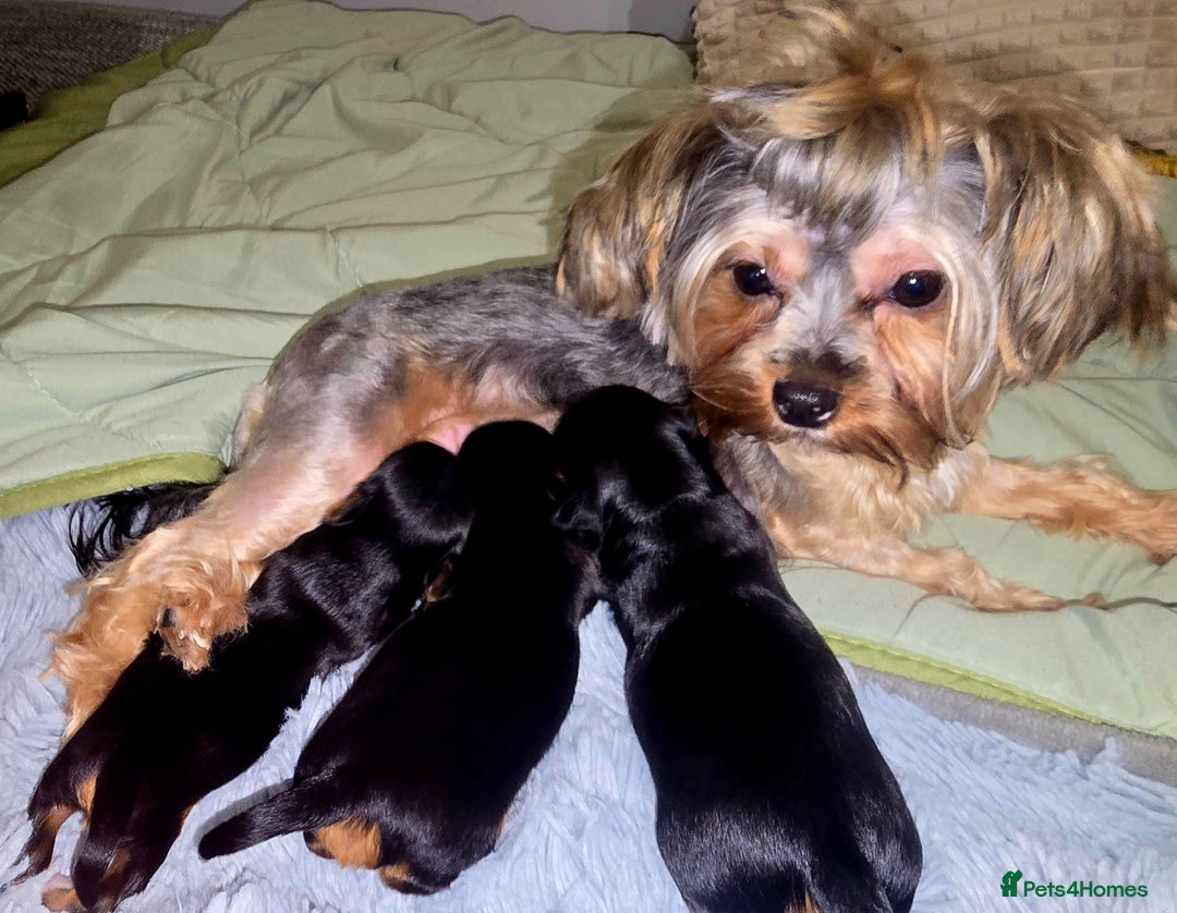 Yorkshire Terrier dogs for sale: Miniature yorkshire terrier puppy - Advert 7