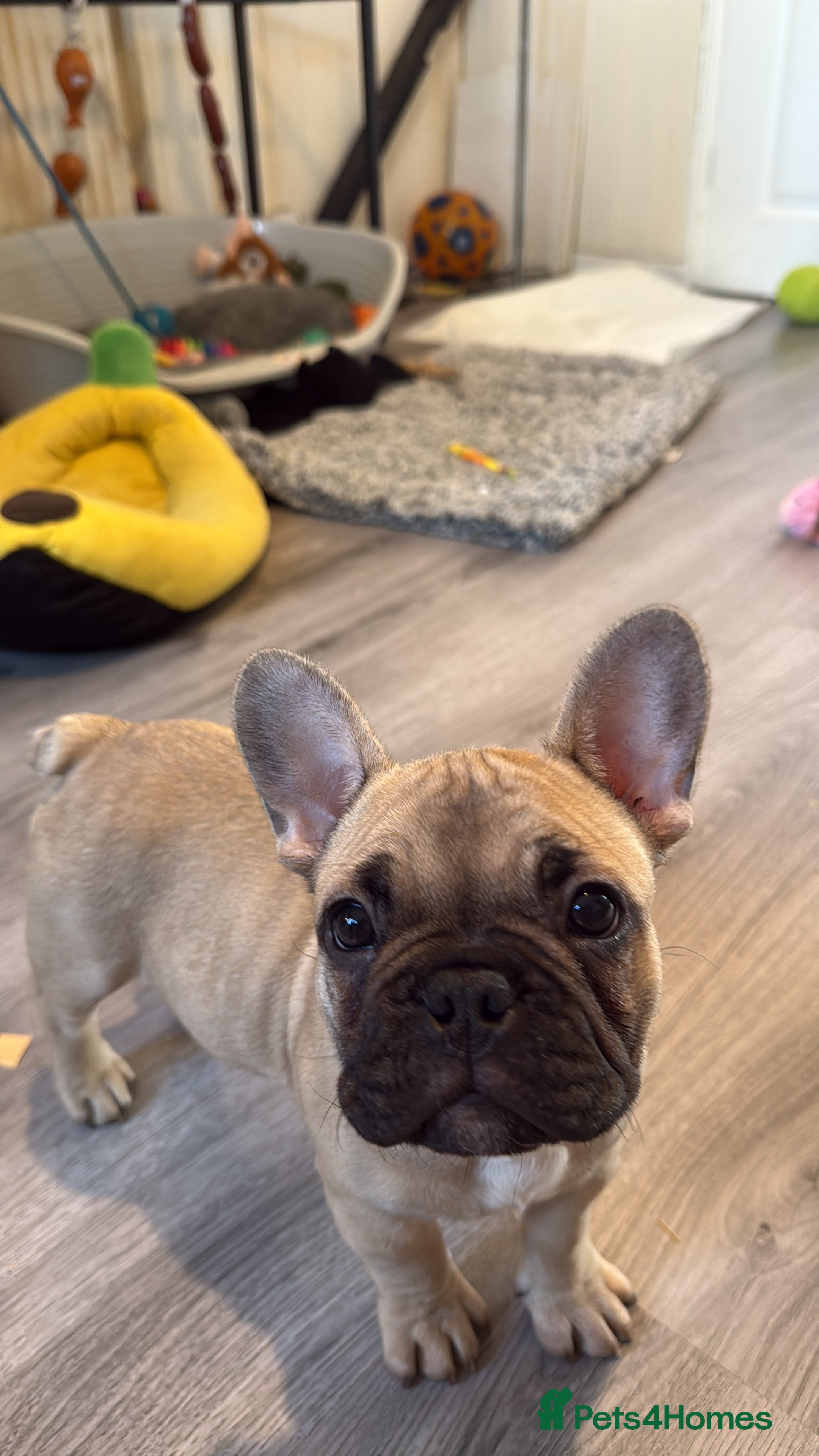 French Bulldog dogs French bulldog male pups  - Advert 1