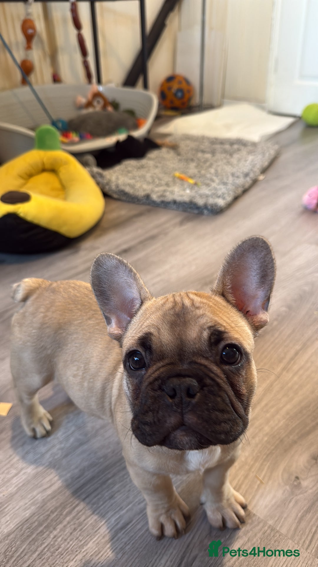 French Bulldog dogs for sale: French bulldog male pups  - Advert 1