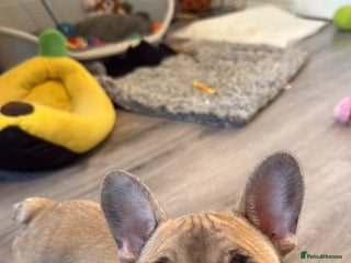 French Bulldog dogs French bulldog male pups - Advert 1