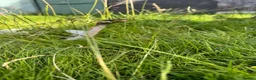Python Snake reptiles for sale: Pied ball python  - Advert 1