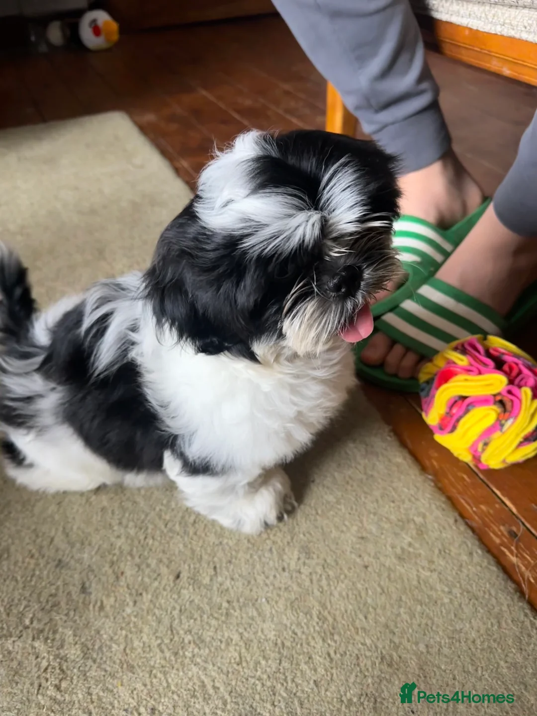 Shih Tzu dogs for sale: 1 male black & white Shih Tzu, 12 weeks - Advert 2