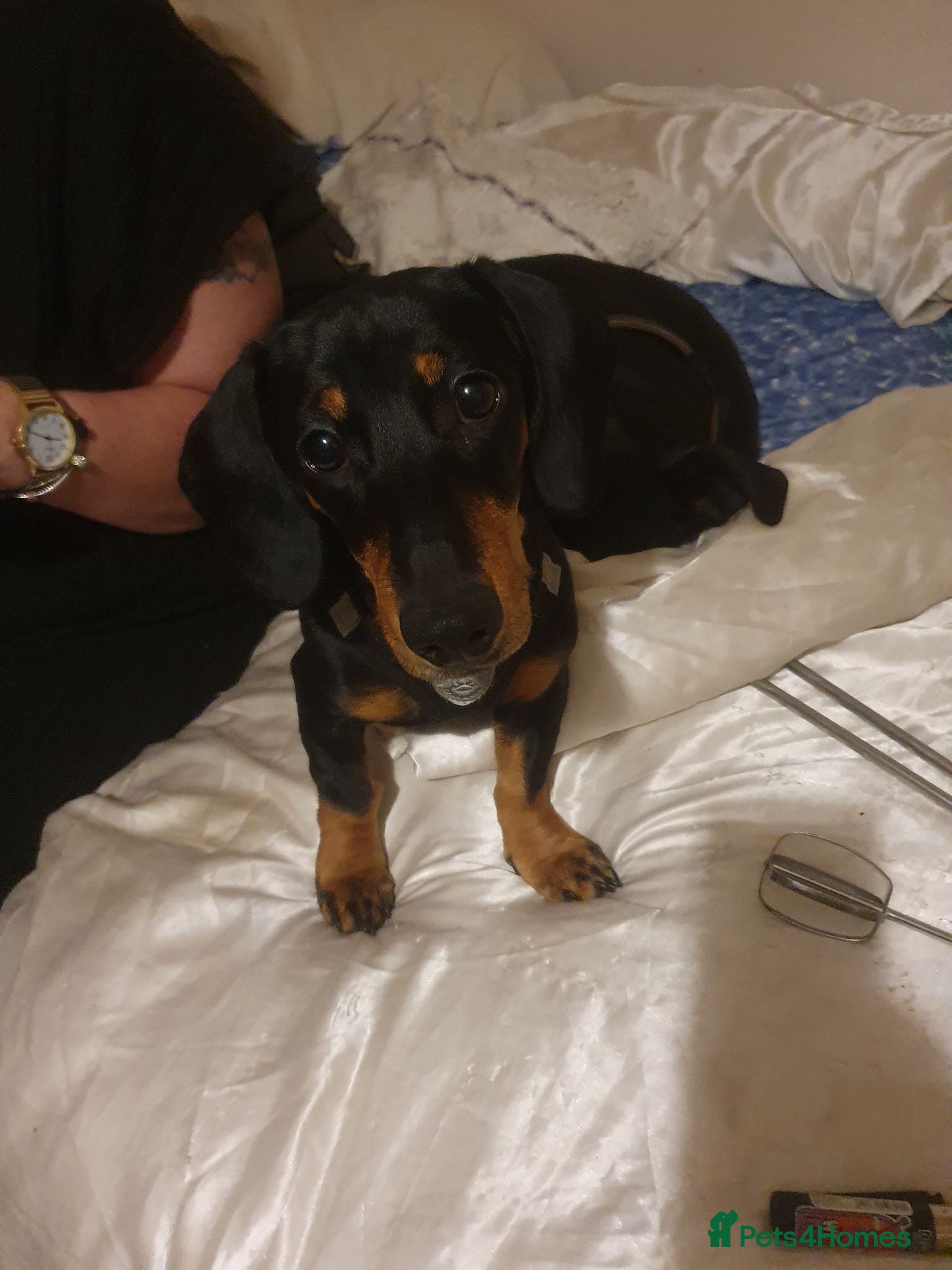 Dachshund dogs Beautiful girl for sale - Advert 8