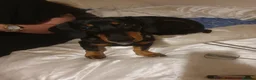 Dachshund dogs for sale: Beautiful girl for sale - Advert 1