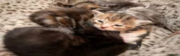 Domestic Shorthair cats for sale: 4 beautiful tabby kittens.   - Advert 6