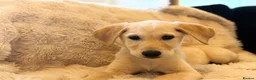 Goldador dogs for sale:  Gorgeous  Goldador Puppy Looking for Her new Home in Bolton - Advert 3