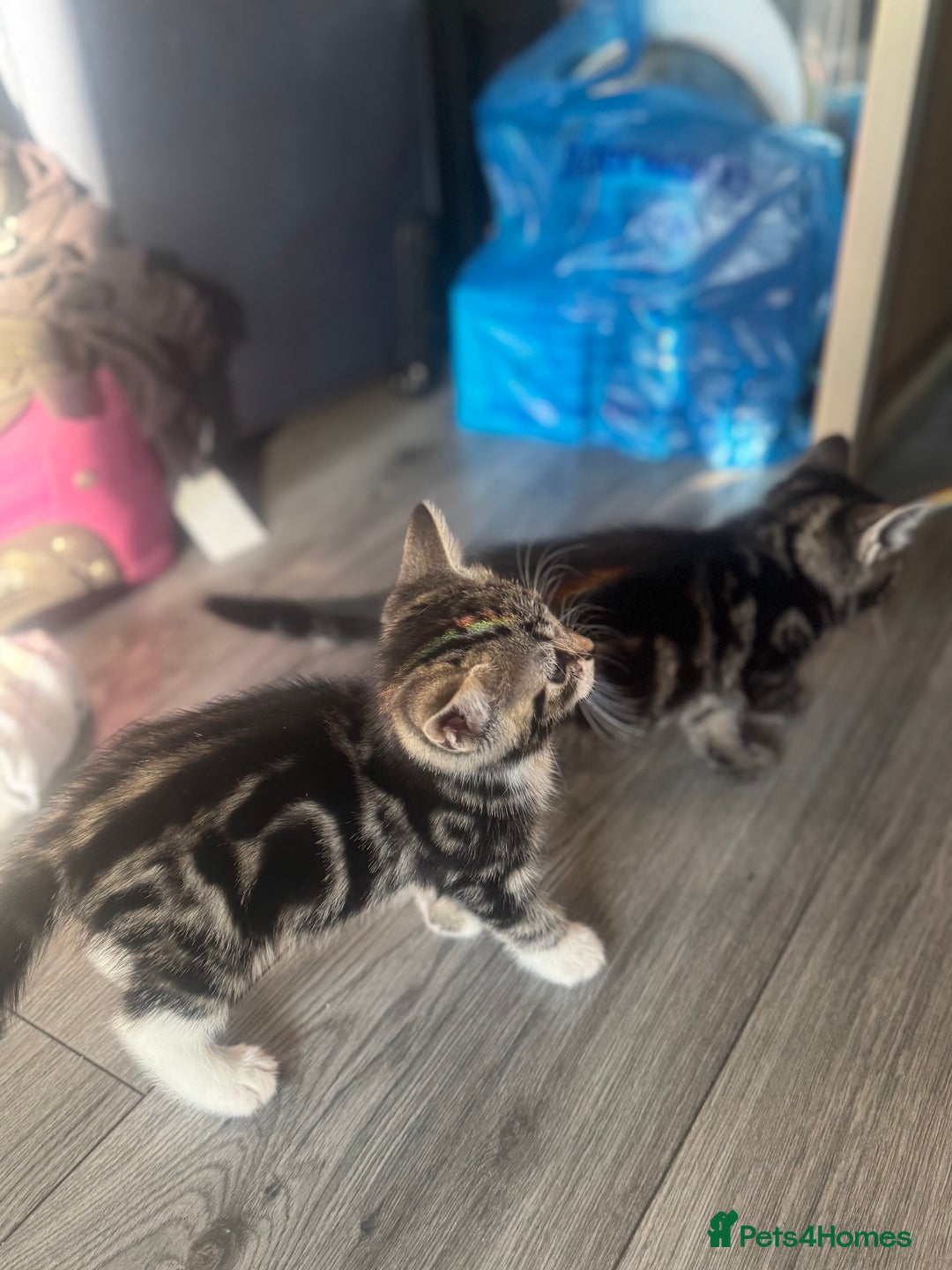 British Longhair cats for sale: two fluffy tabby’s🥹 - Image 1