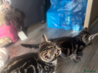 British Longhair cats - Advert 36