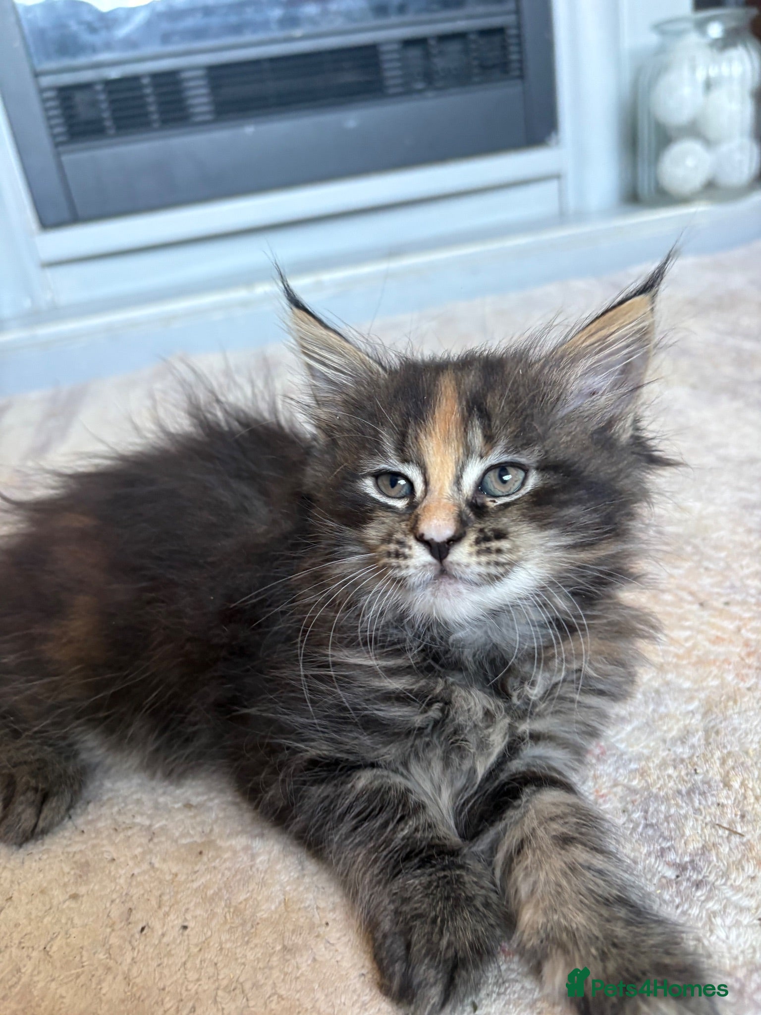 Maine Coon cats Pure maine coon girl  - Advert 3